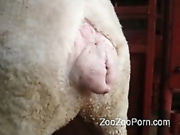 penetration zoo